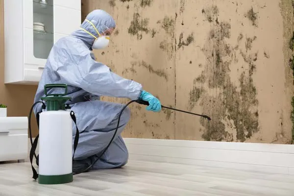 Désinfection totale d'une maison suite à une invasion de nuisible, Arques, ASGARD