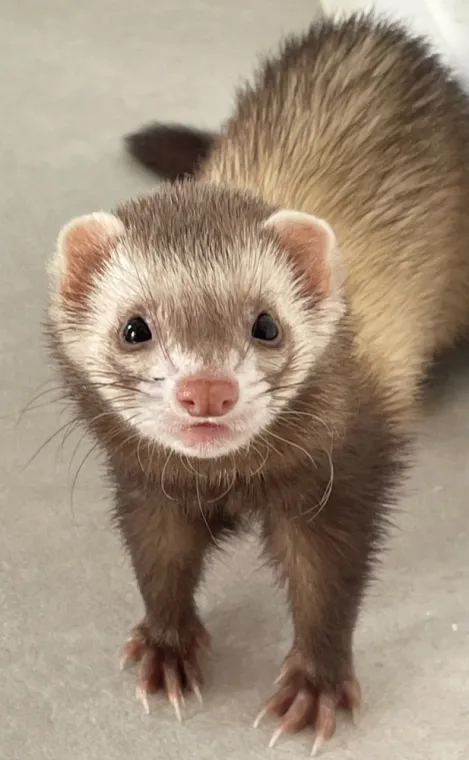 Intervention sur infestation de rat avec la méthode du furetage