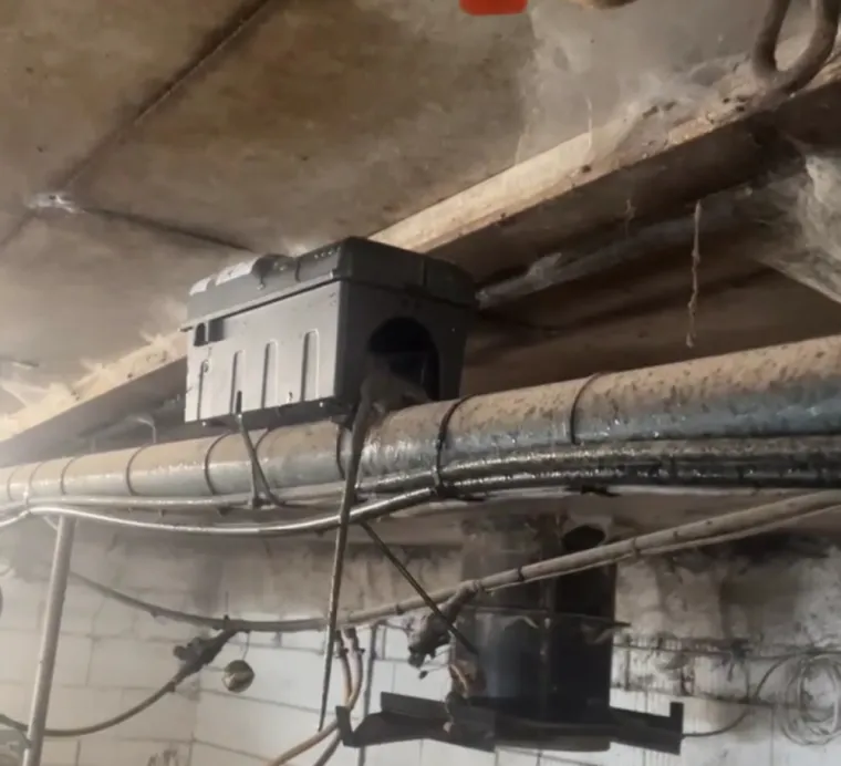 Quelle est la meilleure technique pour piéger le rat noir en exploitation agricole ? , Arques, ASGARD