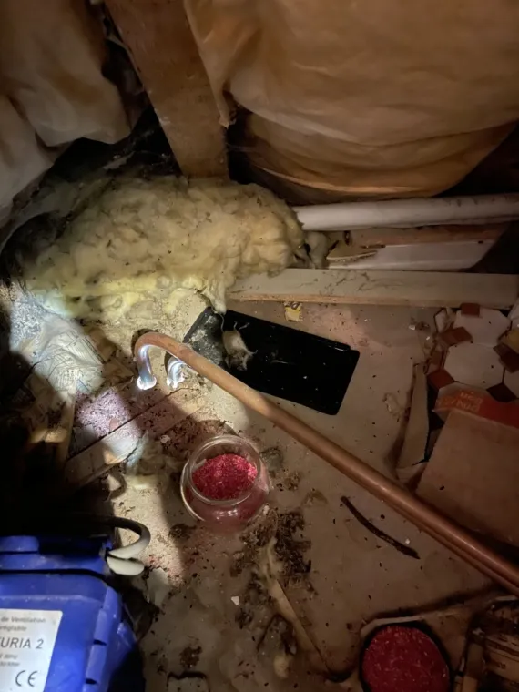 Zone piégé dans des combles. Souris piégé sur la plaque de glu