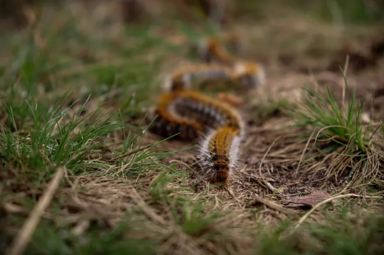 Chenille processionnaire en file indienne 
