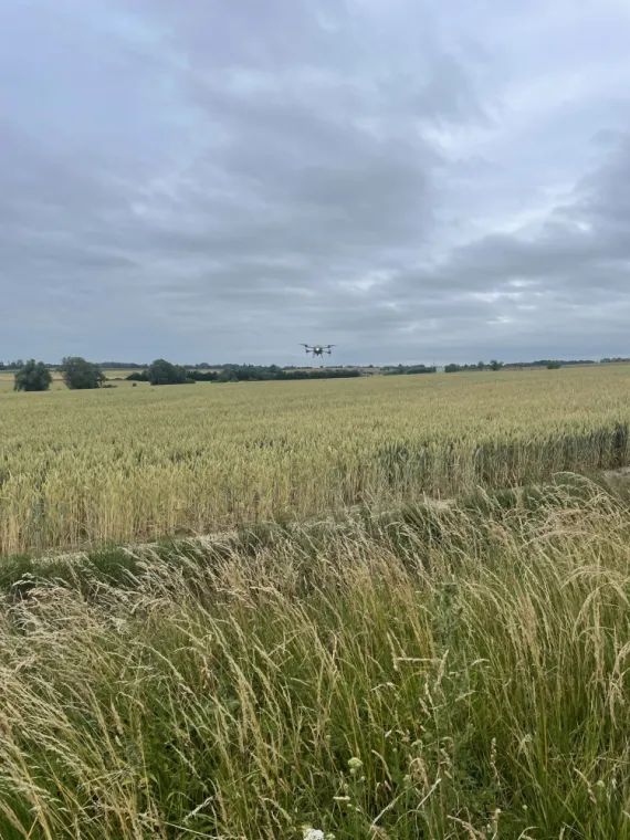 Semis par drone des semences de couvert végétaux