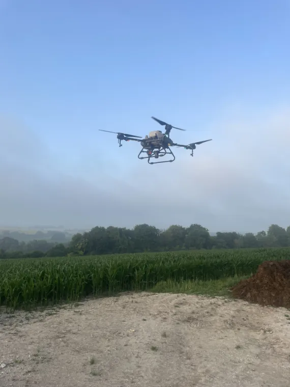Larguage de trichogramme dans les maïs par drone dans les Hauts-de-France, Arques, ASGARD