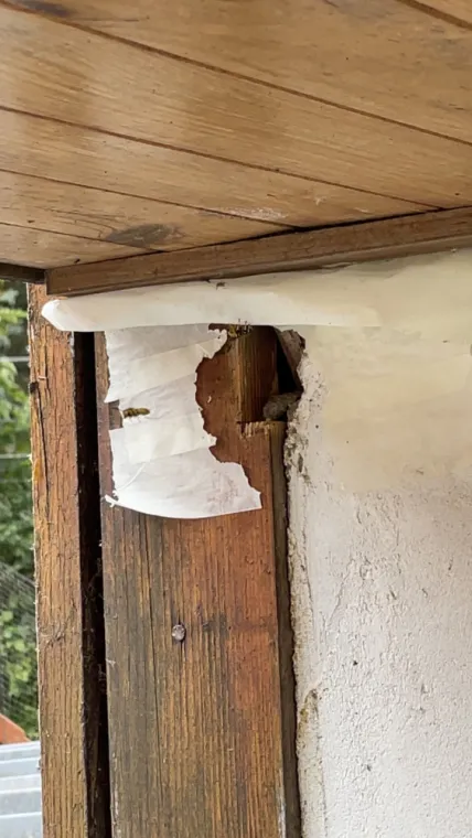 Désinsectisation d'un nid de guêpe sur la commune de Blaringhem, Arques, ASGARD