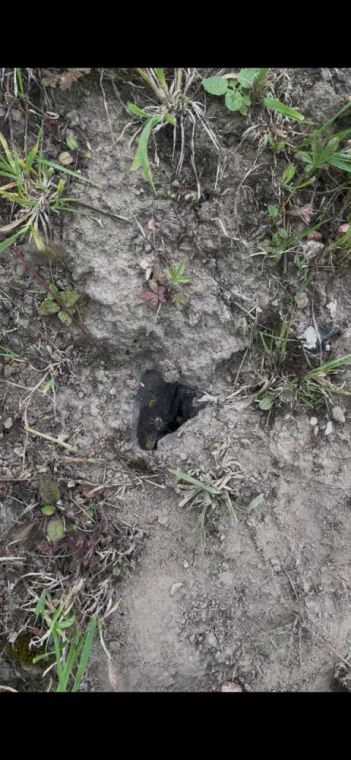 Désinsectisation nid de guêpe à Saint-Omer (62), Arques, ASGARD