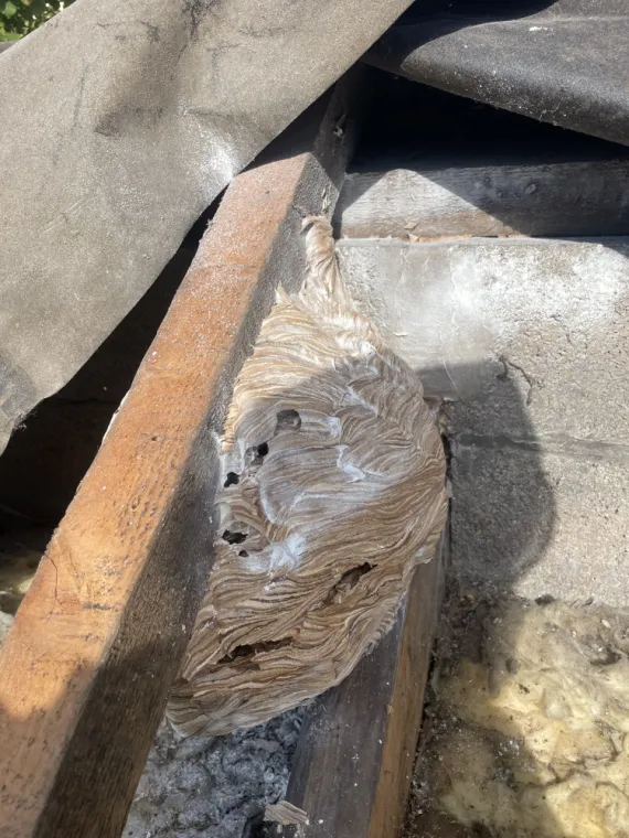 Désinsectisation de frelons européens à Saint-Omer (62), Arques, ASGARD