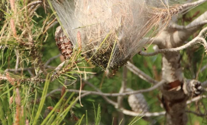 Nid de soie de chenille processionnaire du pin